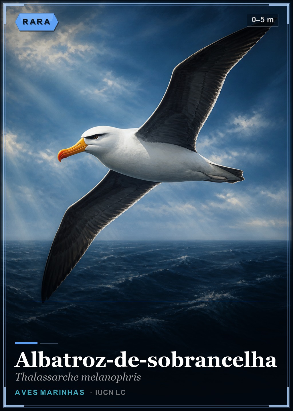Albatroz-de-sobrancelha