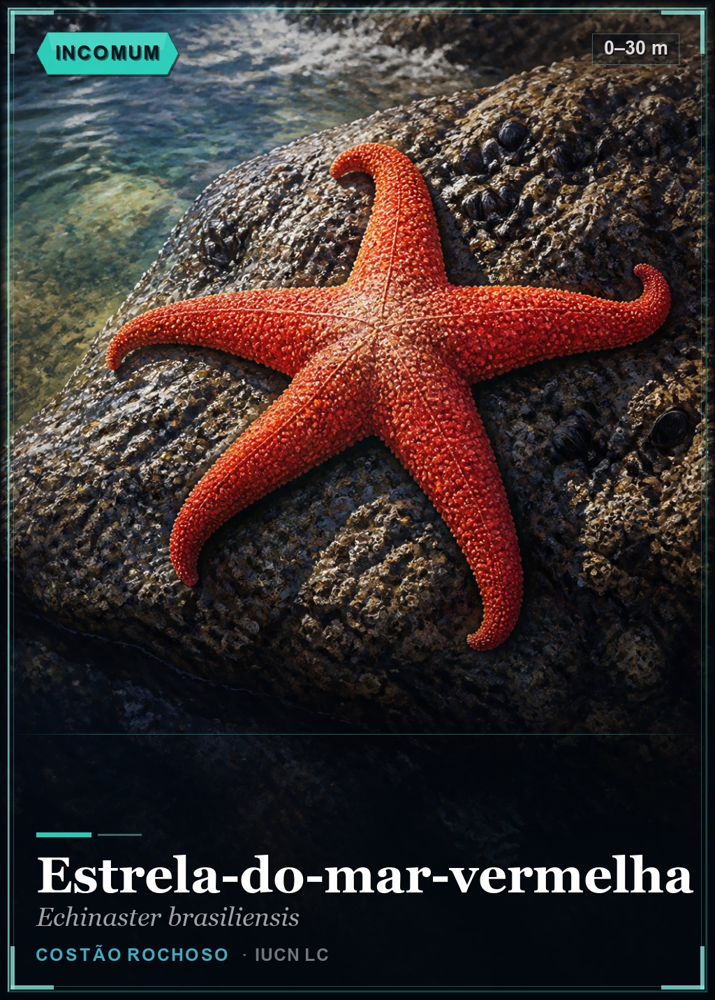 Estrela-do-mar-vermelha