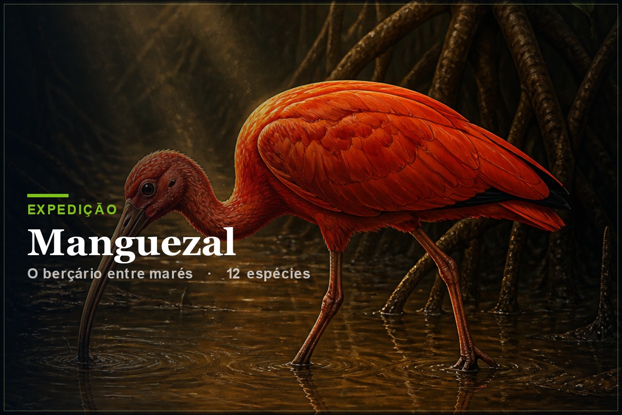 Expedição Manguezal
