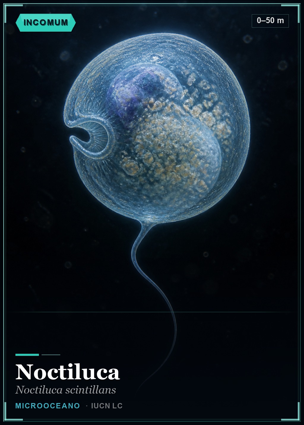 Noctiluca