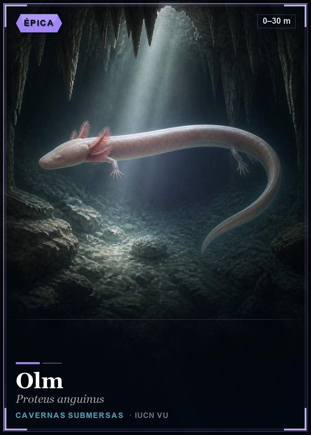 Olm