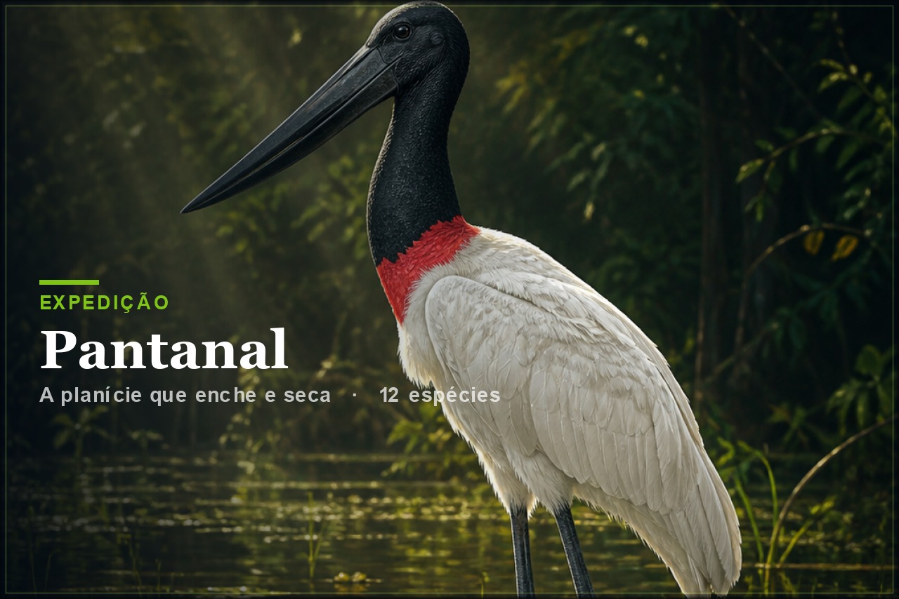 Expedição Pantanal