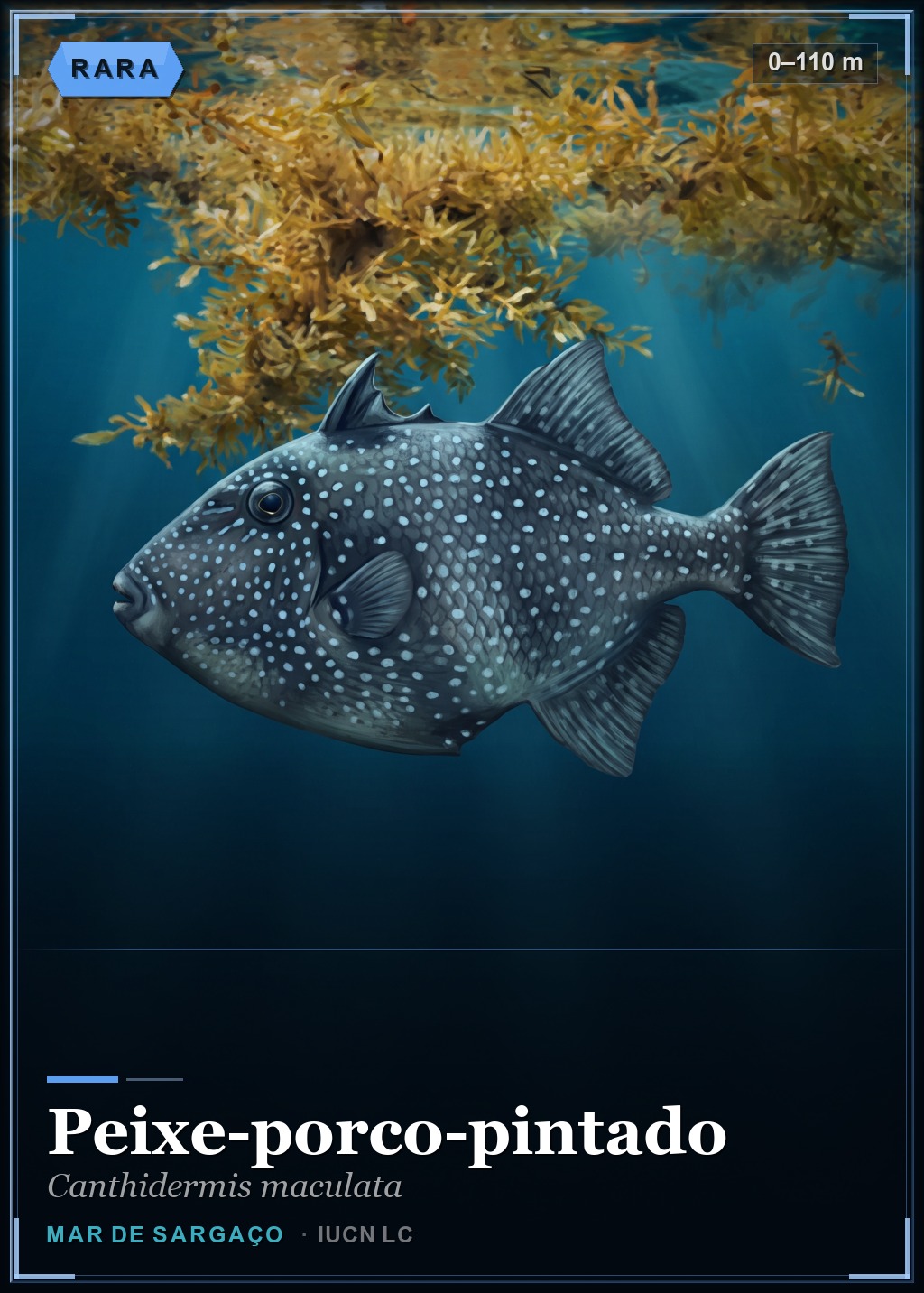 Peixe-porco-pintado