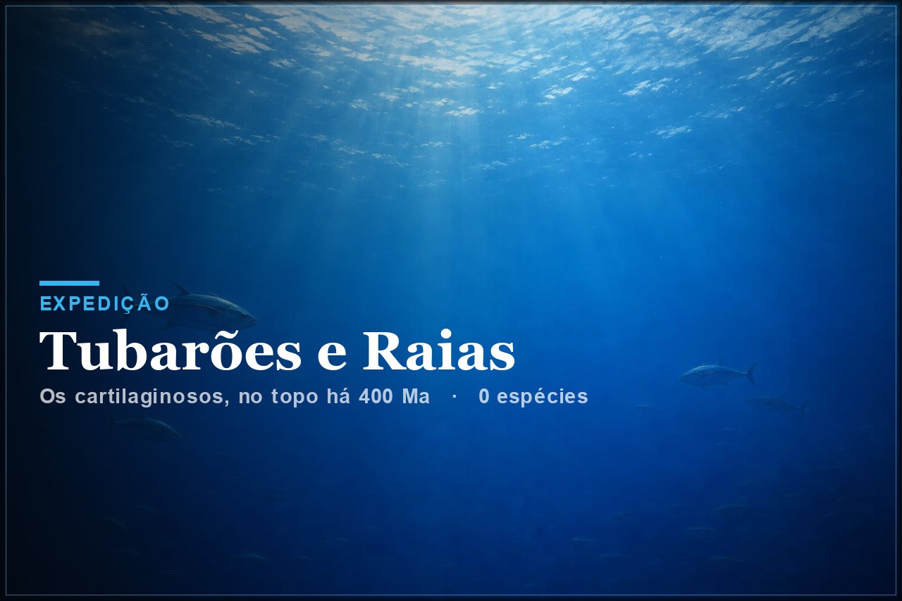 Tubarões e Raias
